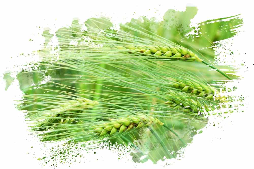 Phylazonit green wheat