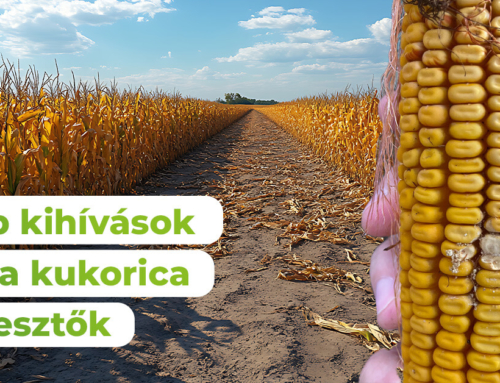 Aszályos év és aflatoxin – újabb kihívások előtt a kukorica termesztők!