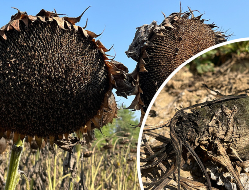 A nagy veszélyeket magában rejtő gombás megbetegedés, a Macrophomina phaseolina